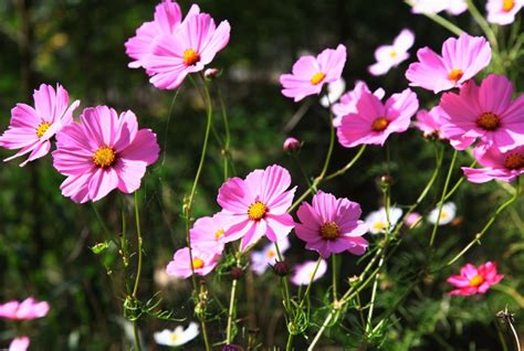 格桑花花語|格桑花（格桑花的花语）